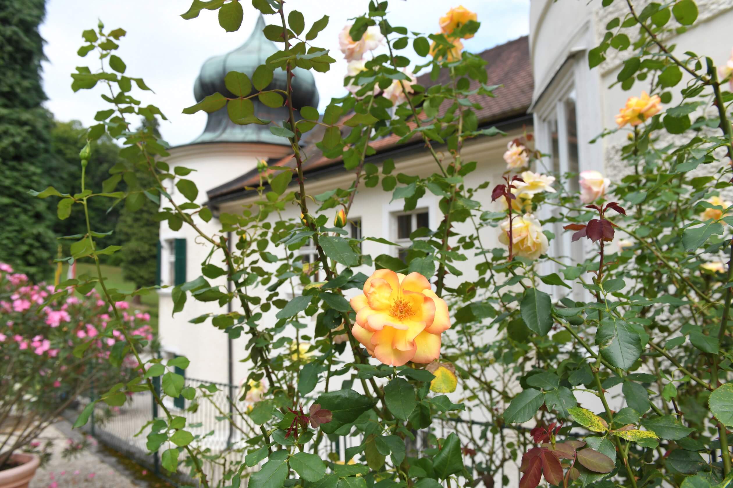 castle artstetten roses