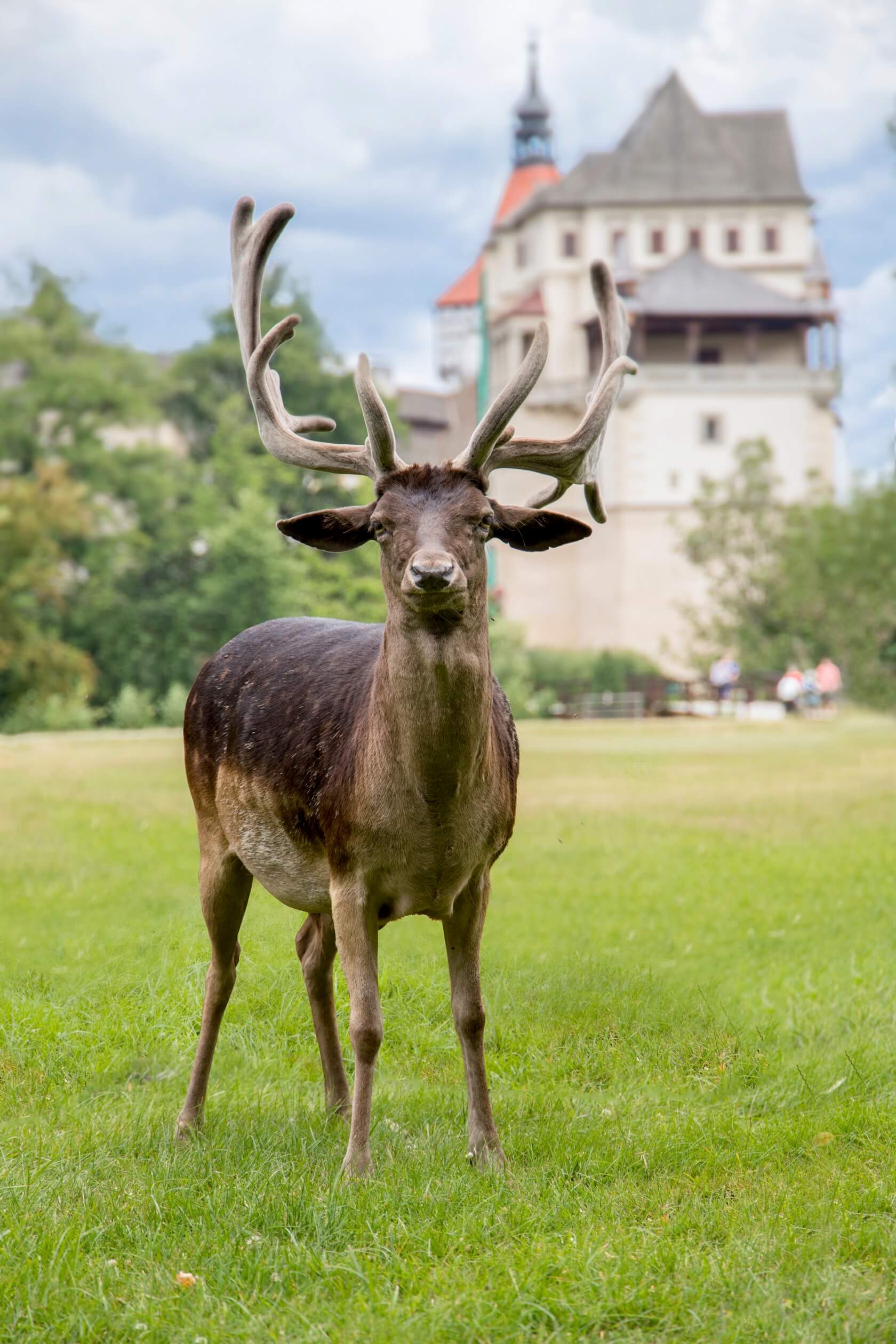 castle-blatna-czech-republic-deer-big-antlers