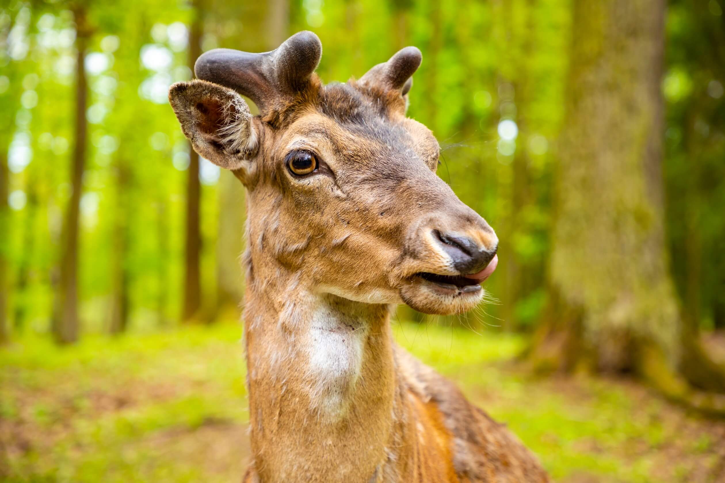 castle blatna czech republic deer