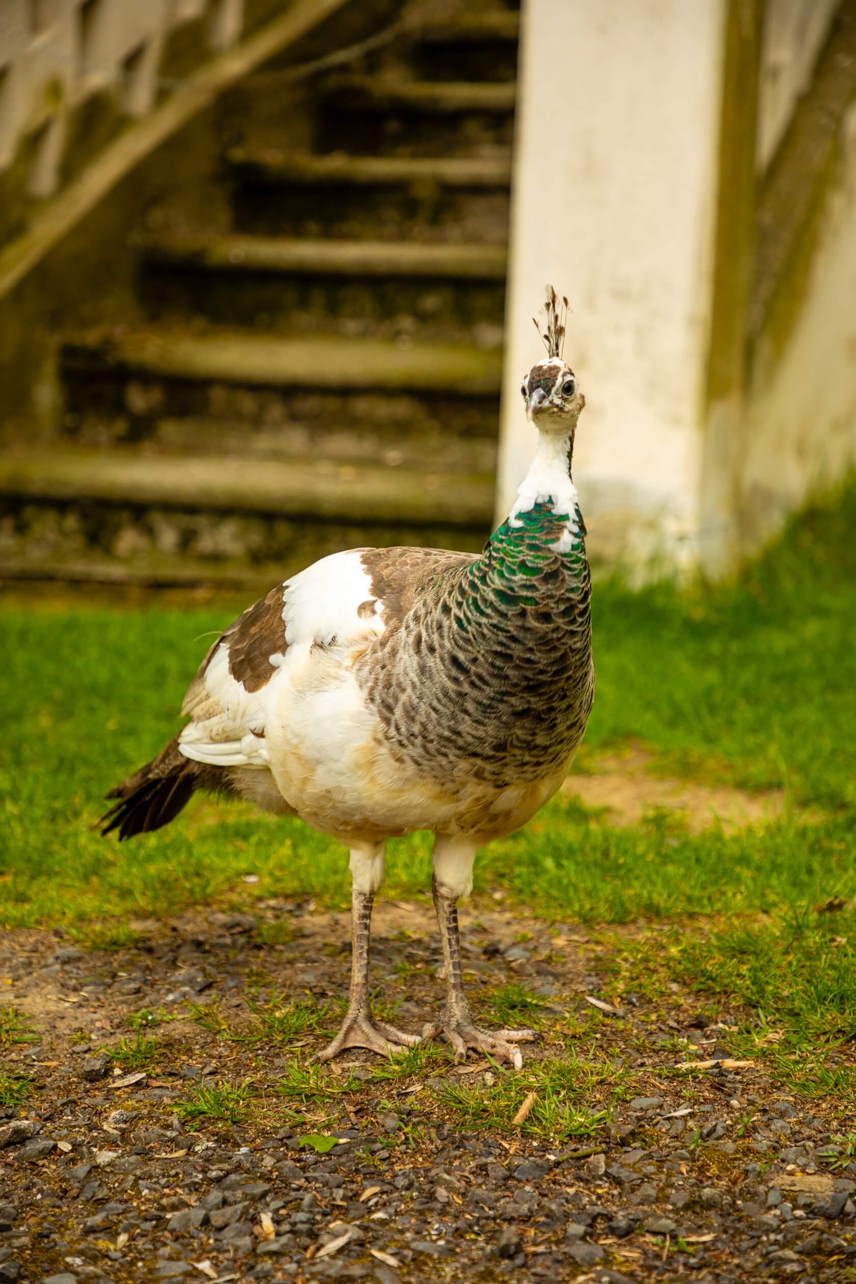 castle-blatna-czech-republic-peacock-stairs