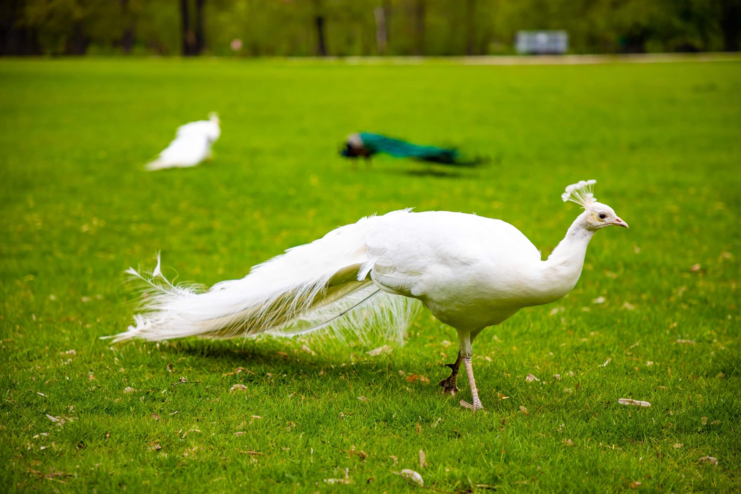 castle blatna czech republic peacock