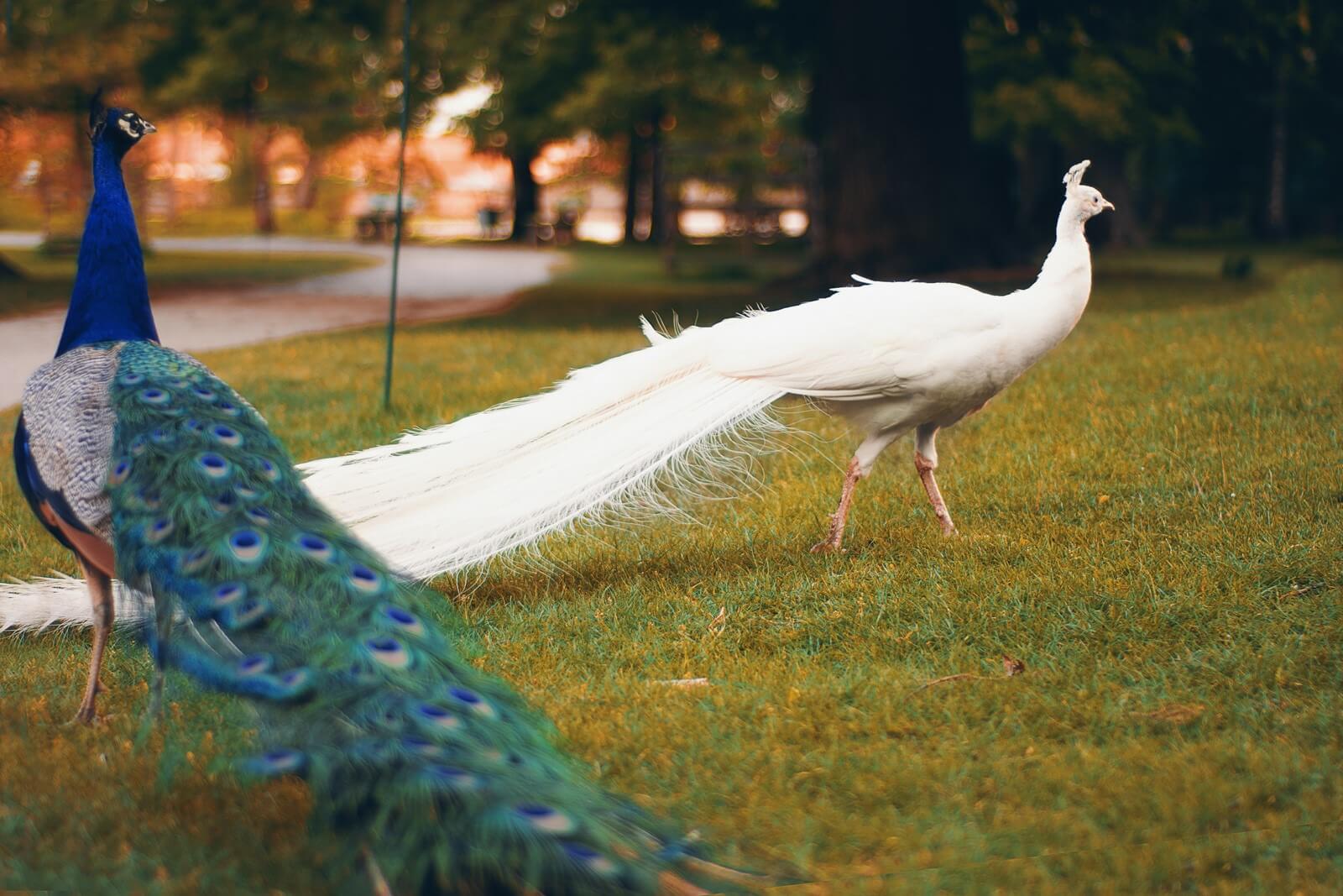 castle blatna czech republic peacocks