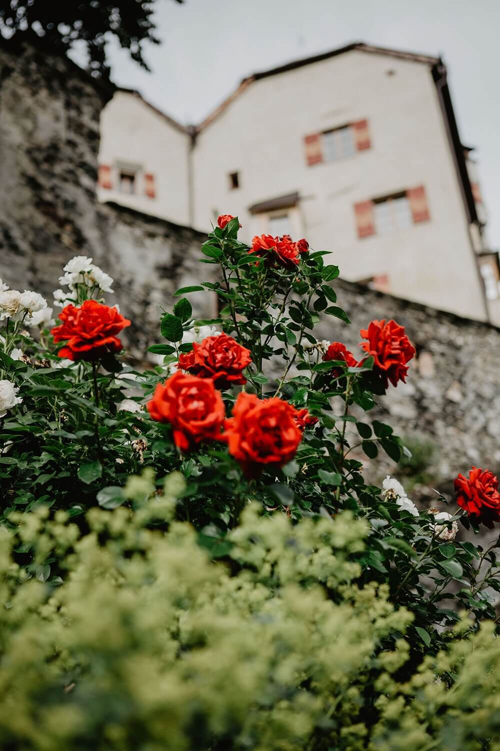 castle-friedberg-red-roses