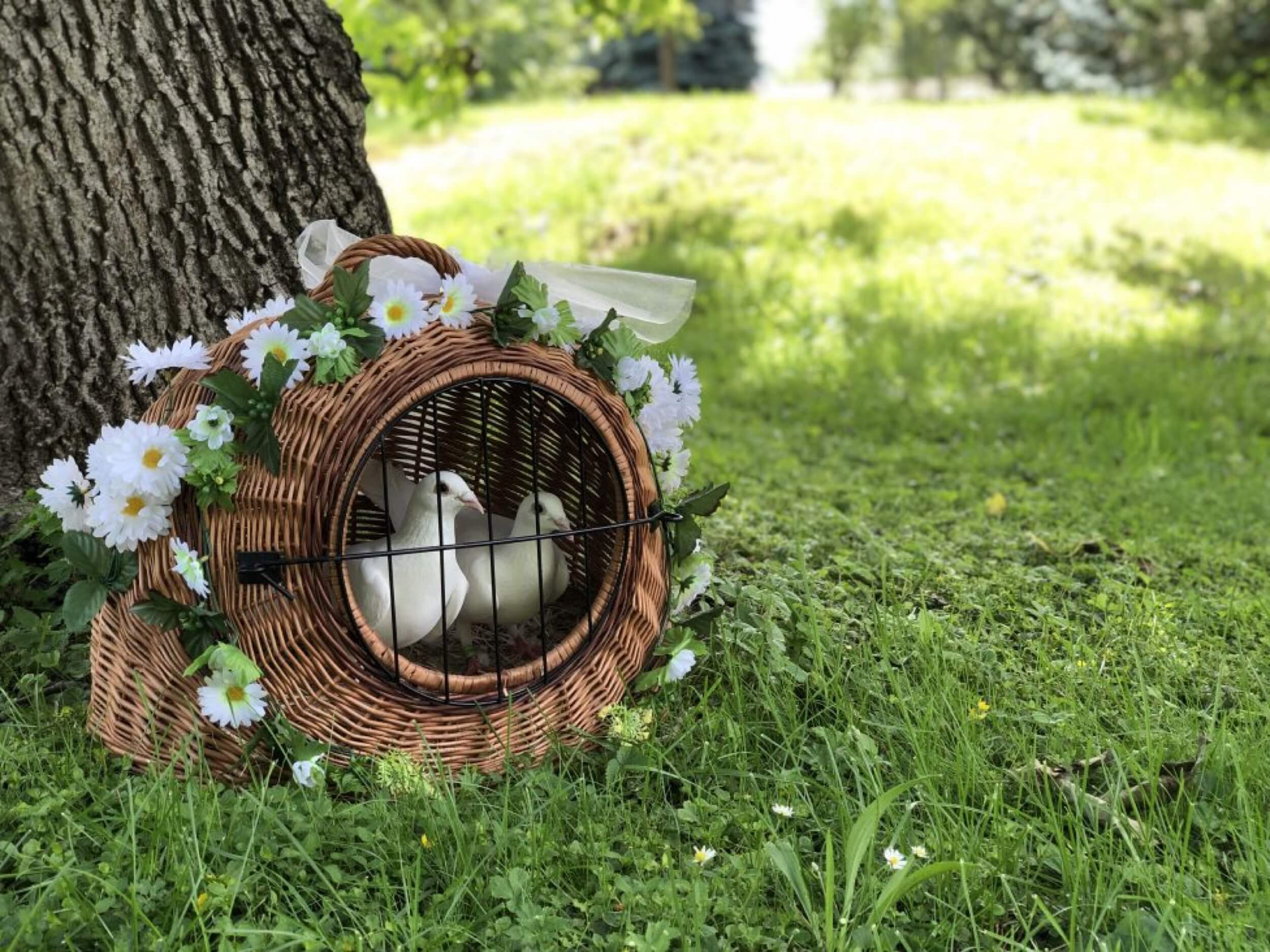 castle lesany pigeons