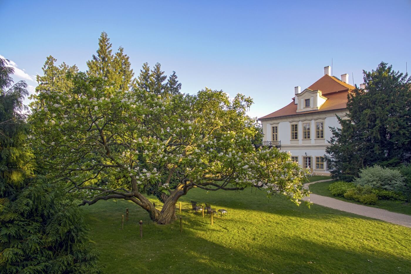 castle loucen tree again