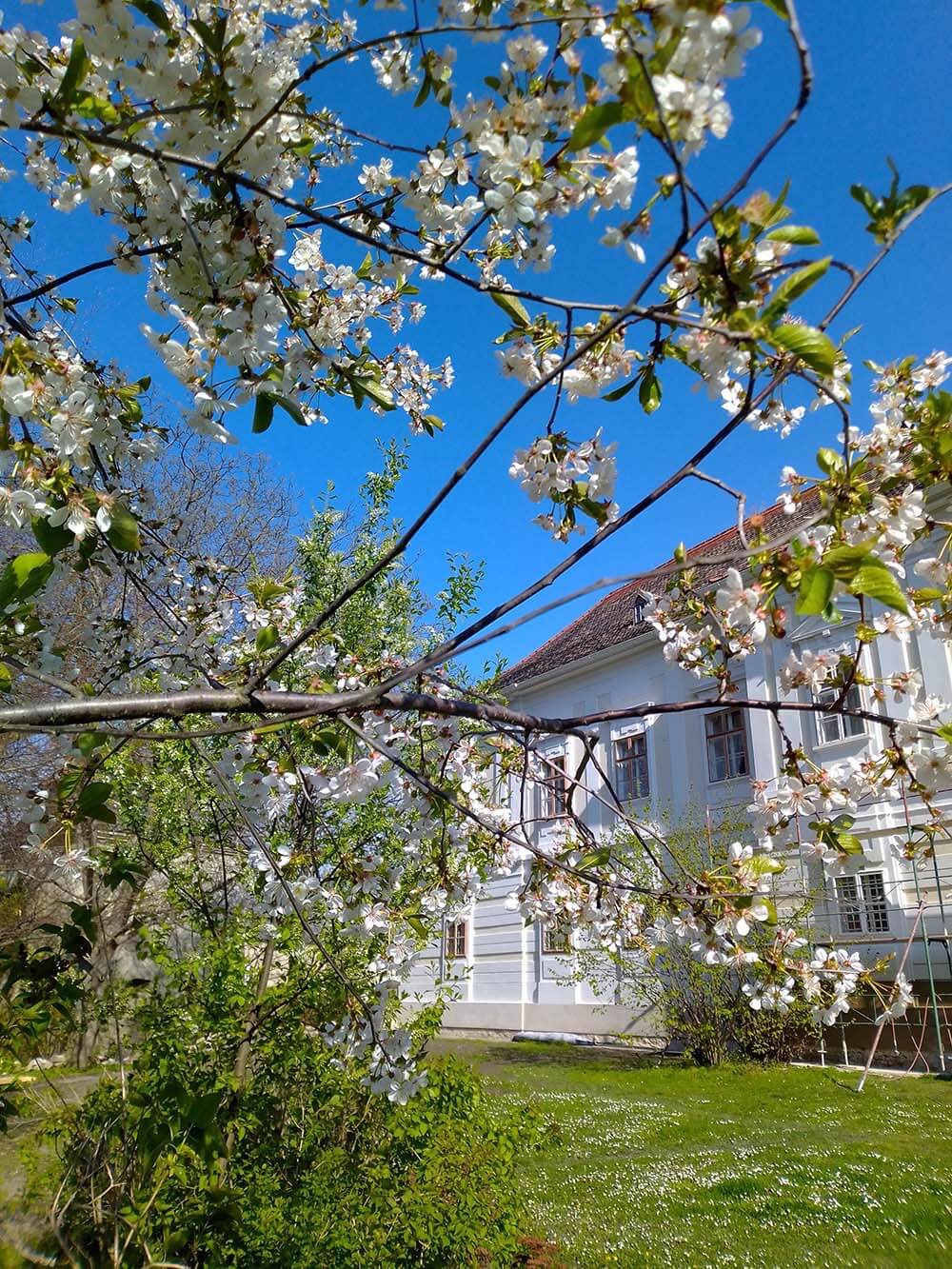 castle-rohrau-lower-austria-blooming-apple-tree