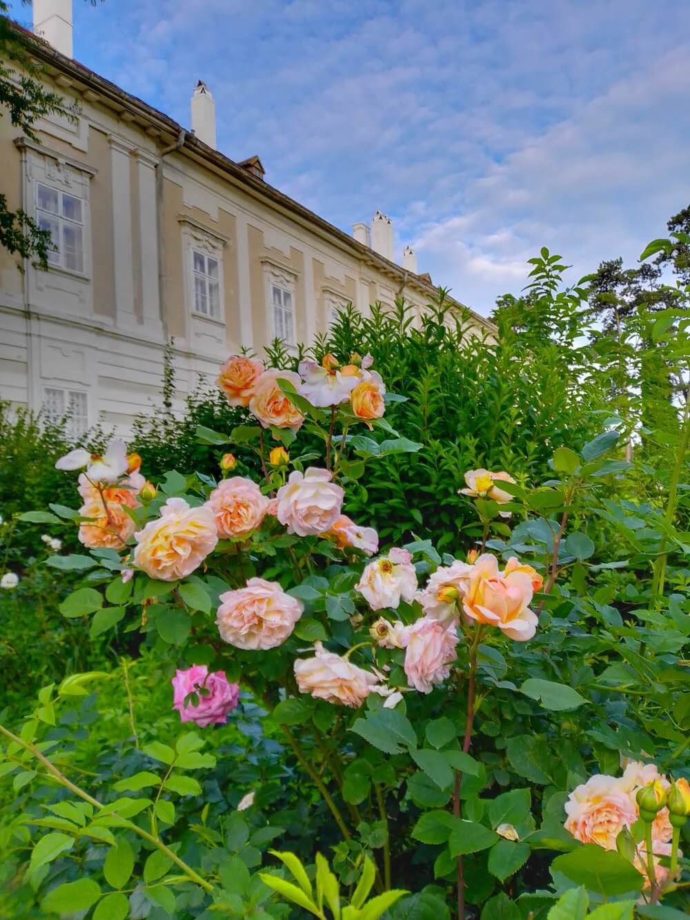 castle-rohrau-lower-austria-rose-garden