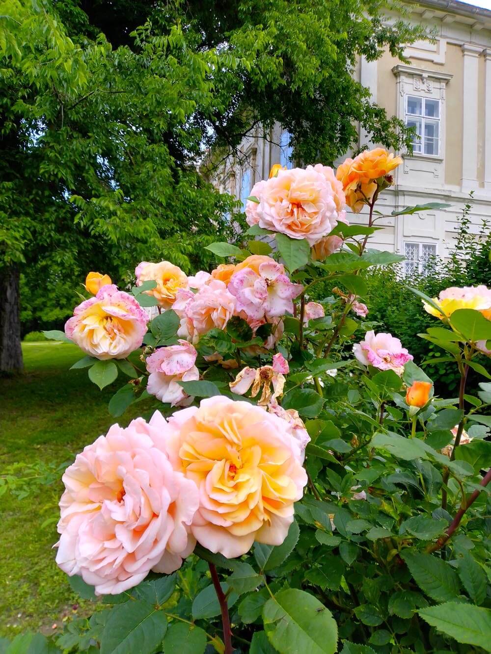 castle-rohrau-lower-austria-roses