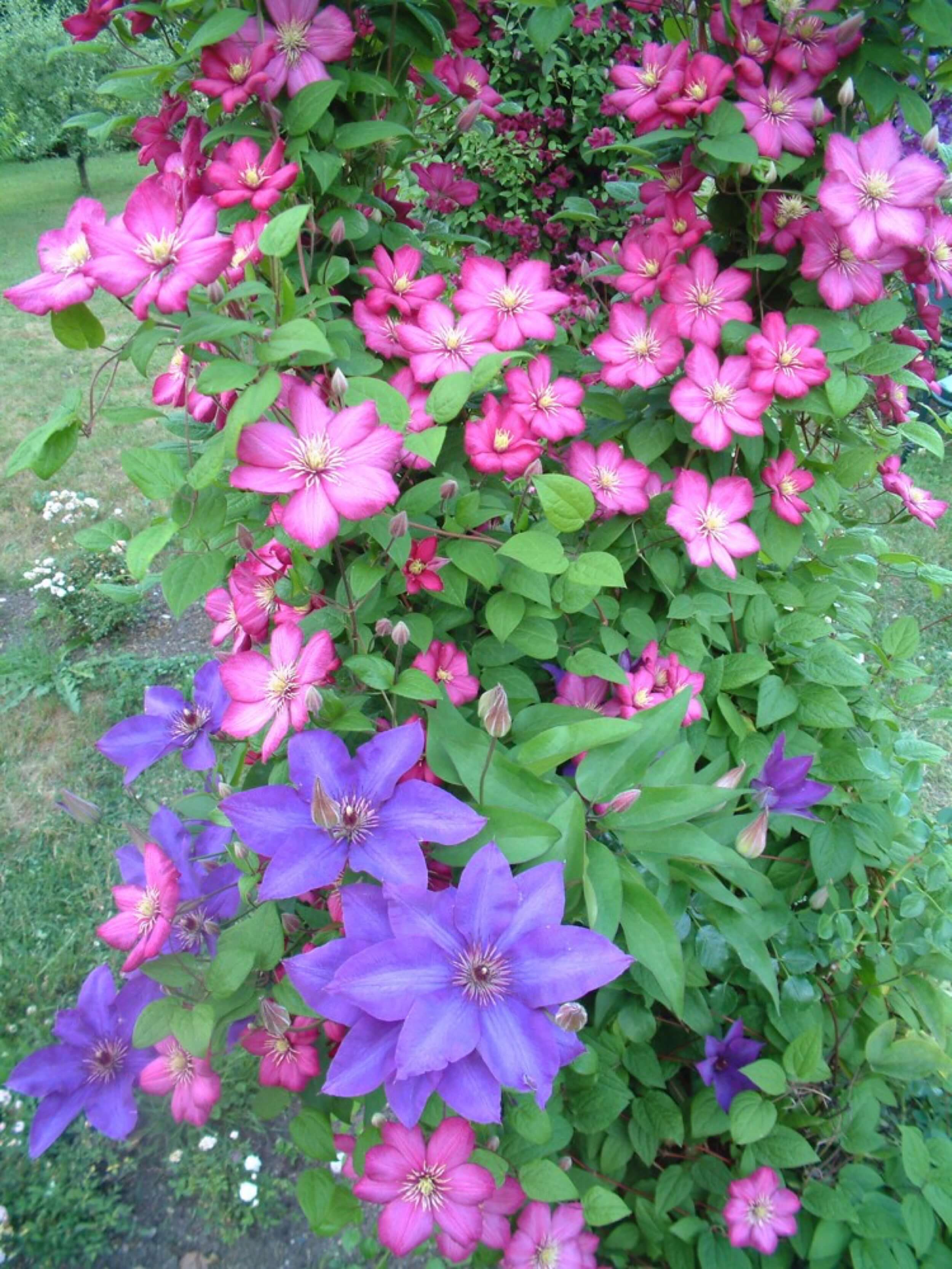 castolovice-castle-flowers