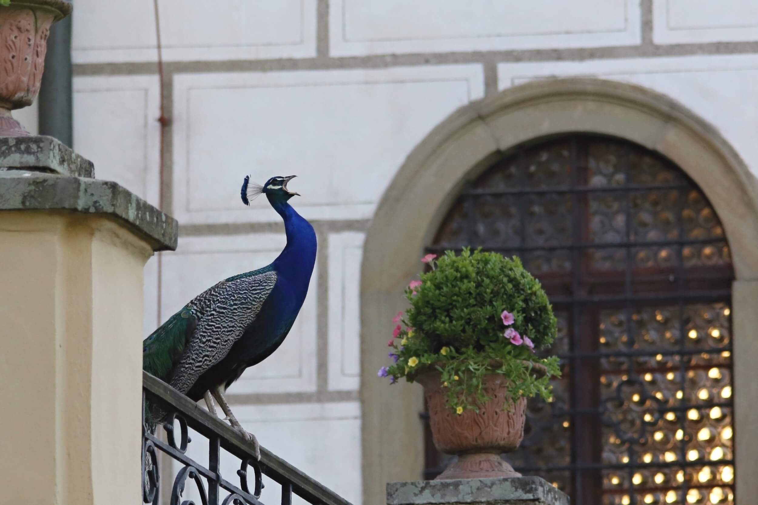 castolovice castle peacock