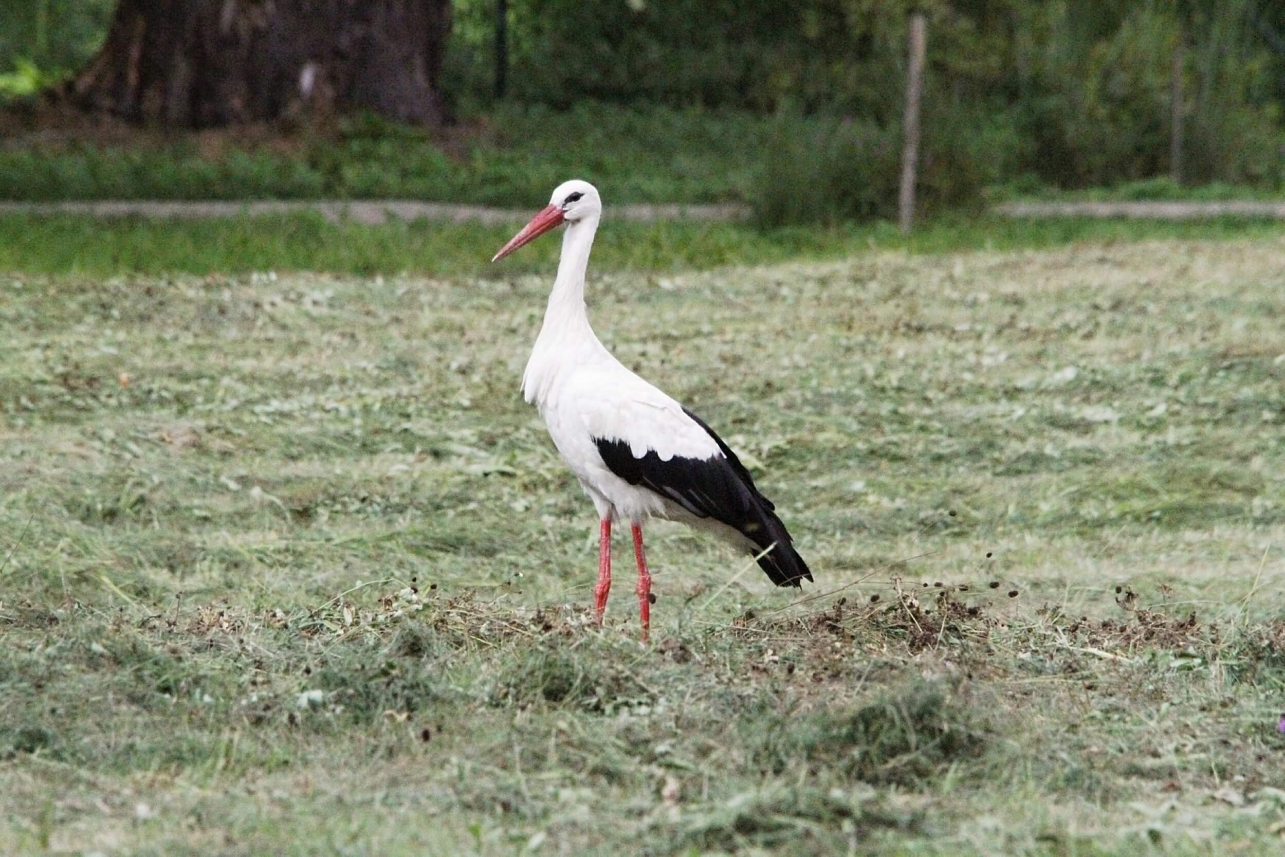 castolovice castle stork