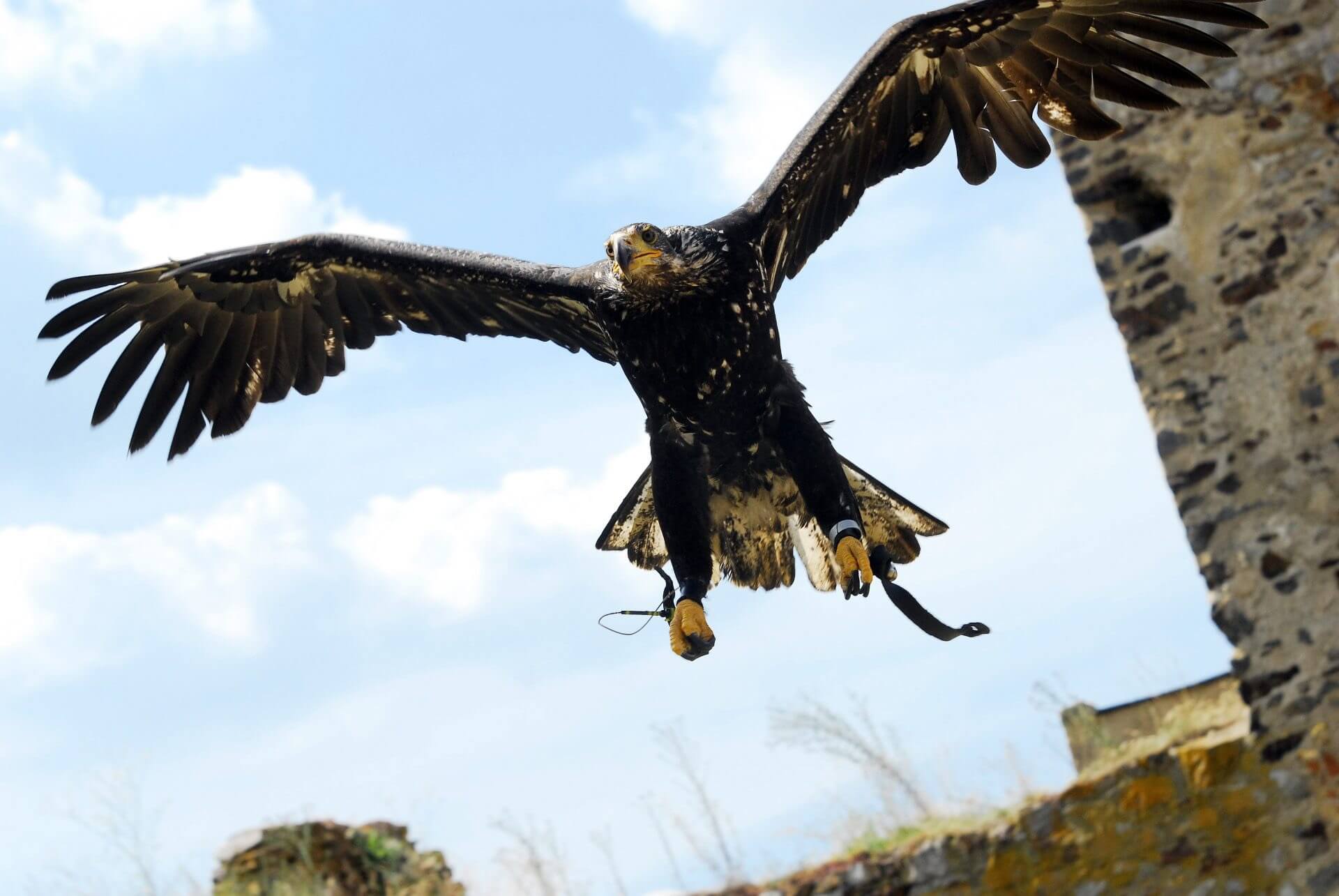 eagle landing zbiroh castle