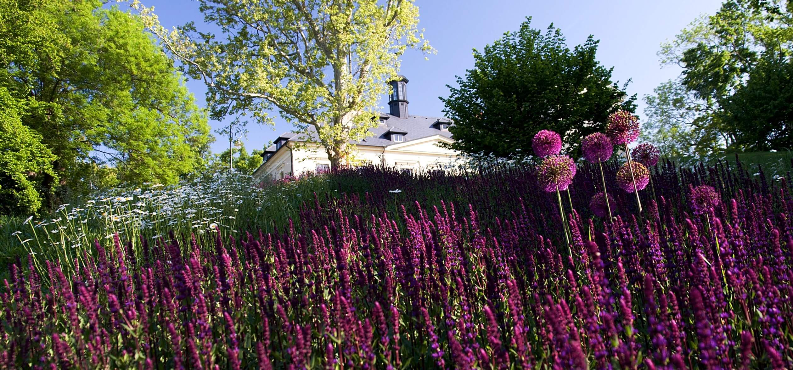 lavender chateau mcely in background