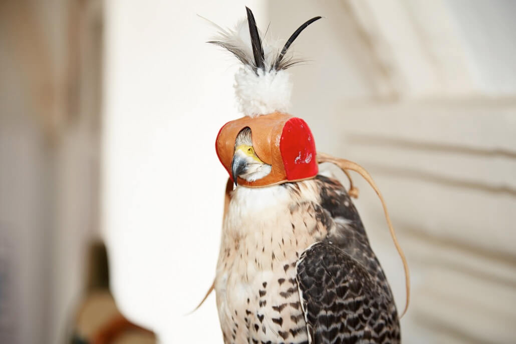 rosenburg castle hawk