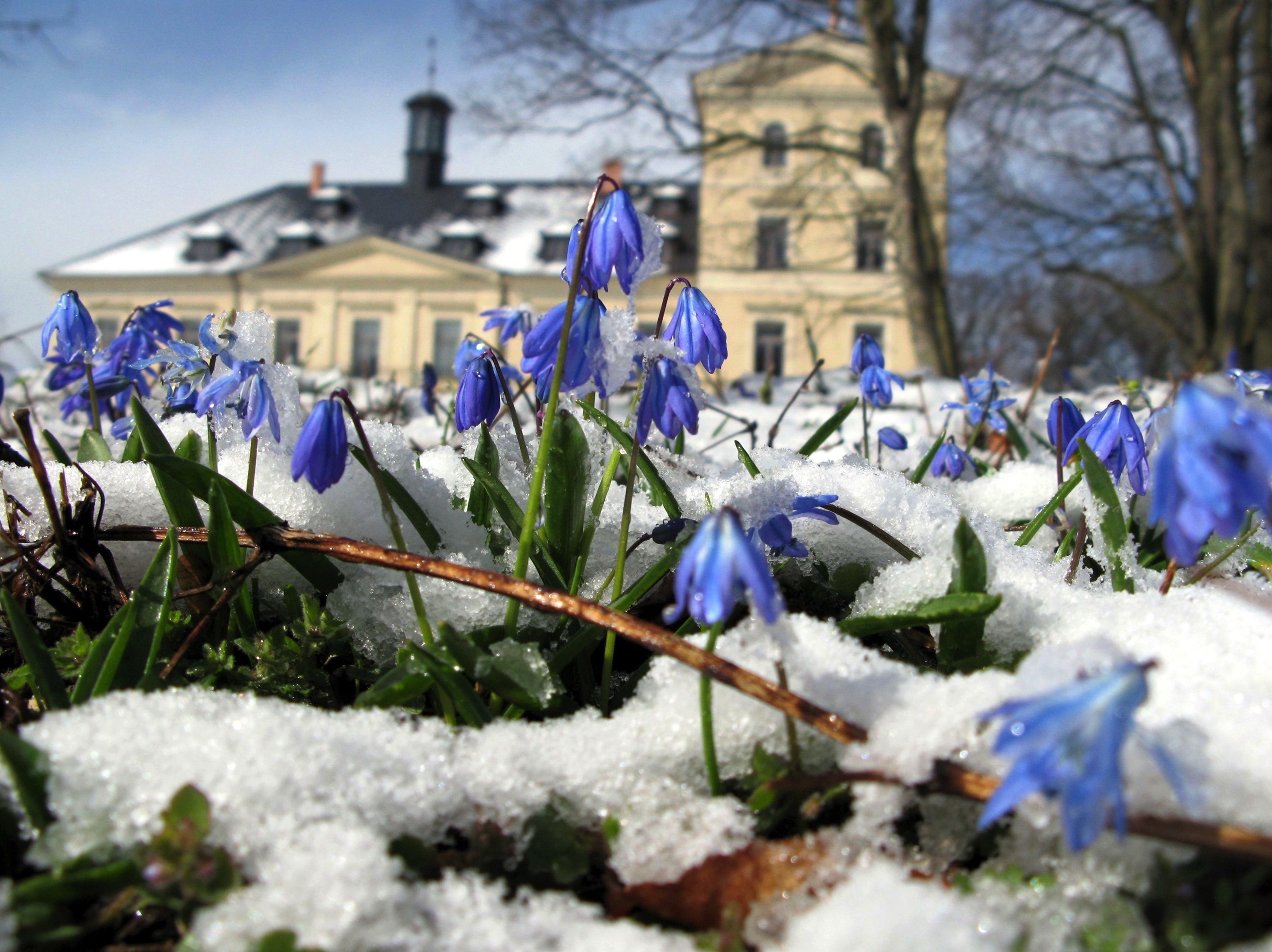 spring flowers blooming chateau mcely