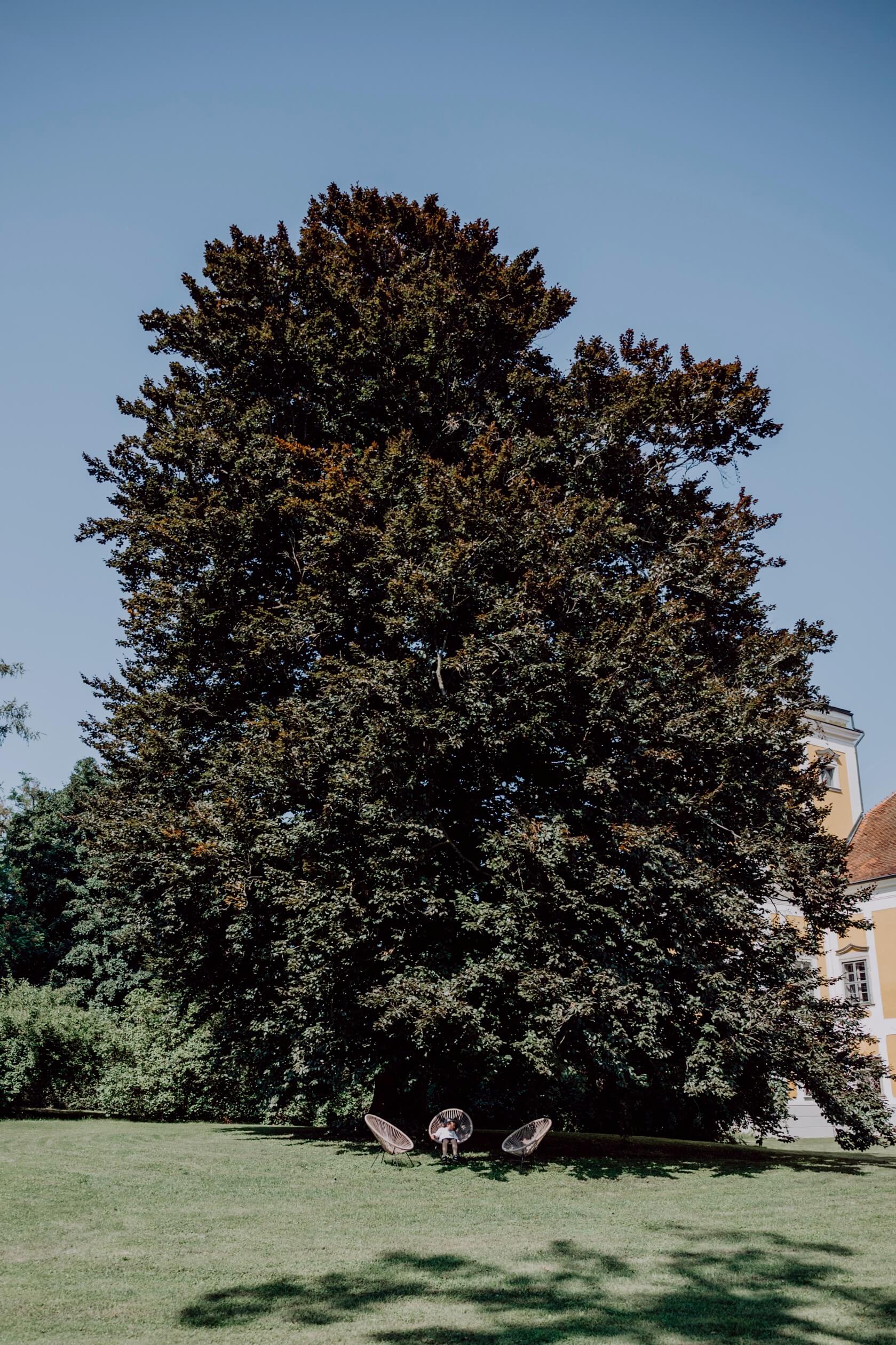 tillysburg-castle-tree