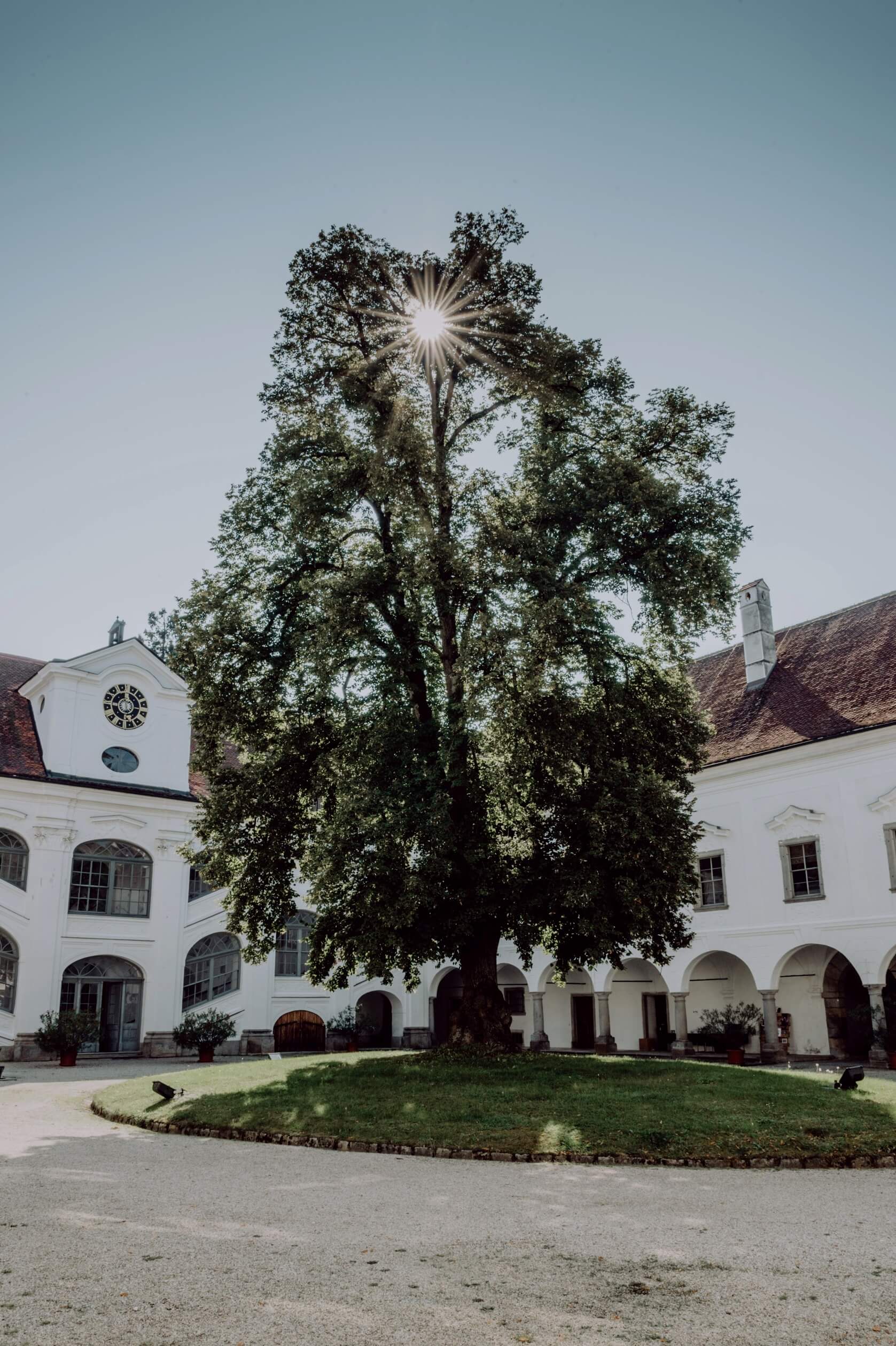 tillysburg-castle-yard-tree