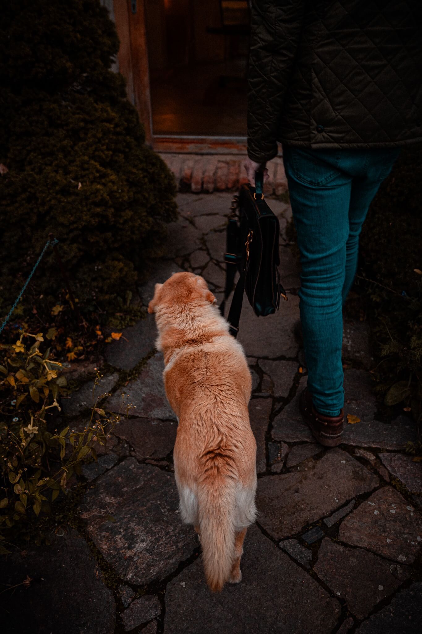 trebesice-castle-walking-dog